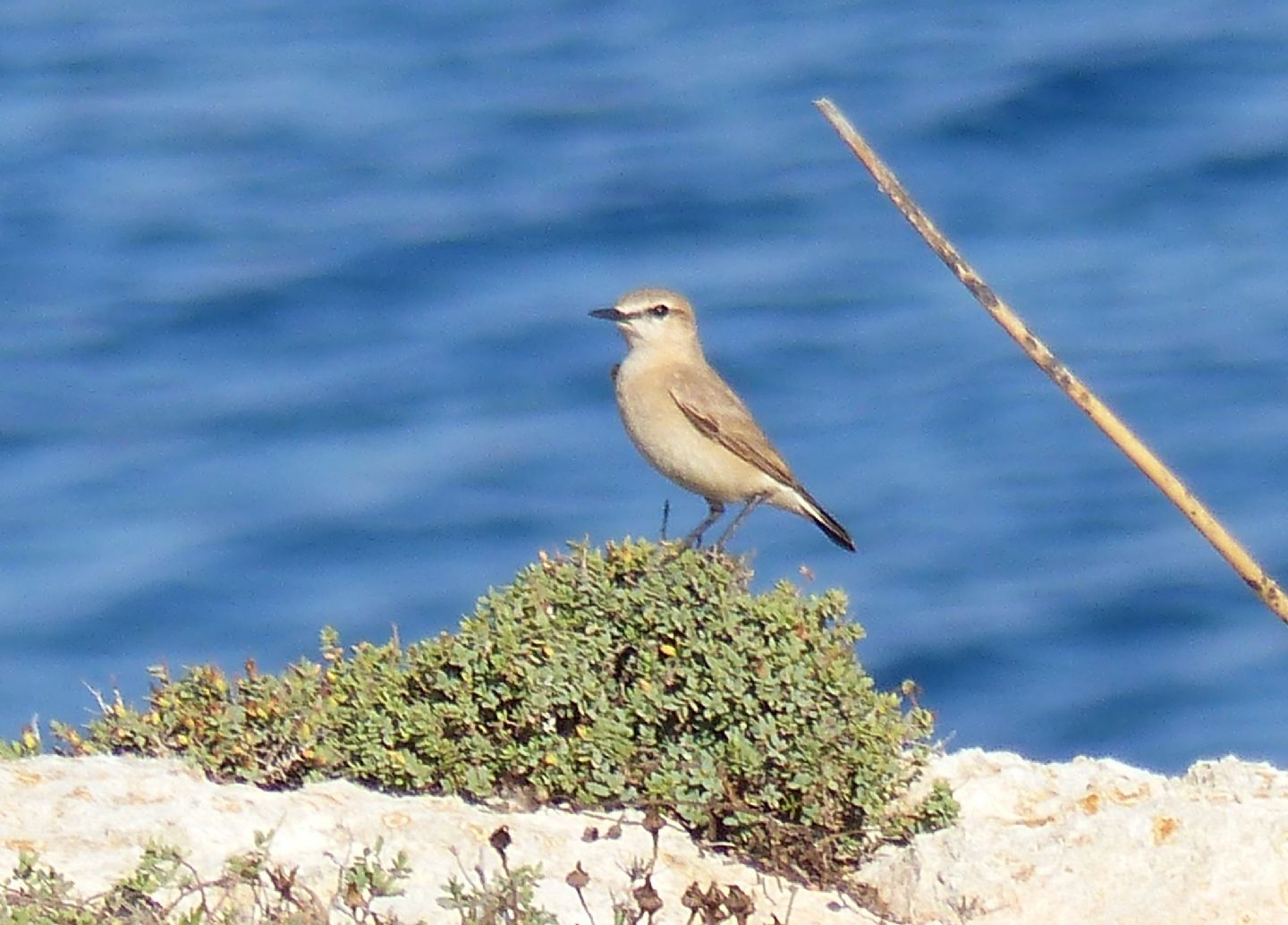 Oenanthe isabellina (Temminck, 1829)